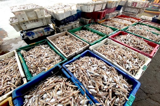 Ngư dân huyện Diễn Châu được mùa cá cơm đầu năm 