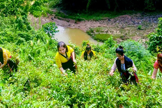 Cây chè dây vươn cao trên miền Yên Tĩnh 