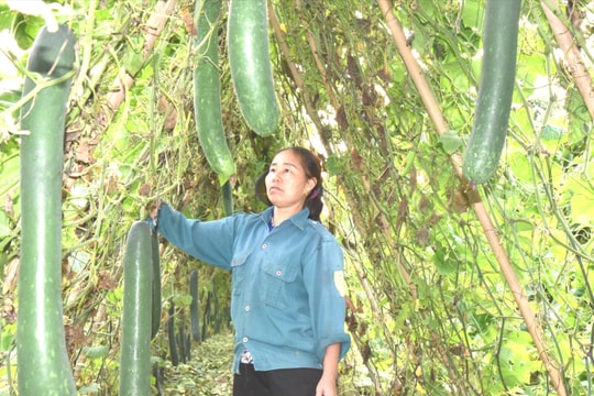 Nông dân Đô Lương làm giàu từ trồng cây màu trên đất bãi bồi