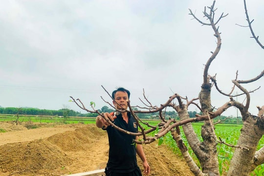 Dịch vụ chăm sóc cây cảnh sau Tết 'vào mùa'