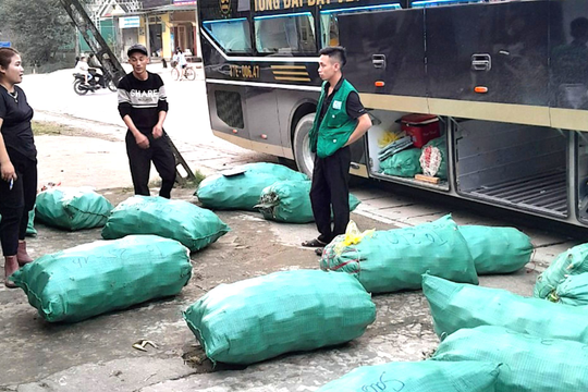 Nông dân xứ Nghệ thu bộn tiền từ 'ship' ngô nếp liên tỉnh