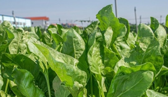 Vua của các loại rau ngăn ngừa, hỗ trợ điều trị ung thư