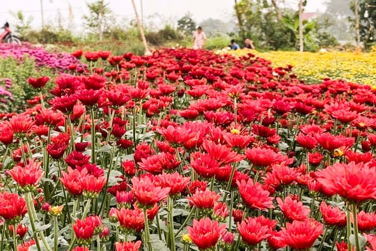 Nông dân Nghệ An thu hoạch hoa cúc phục vụ thị trường dịp Rằm tháng Giêng