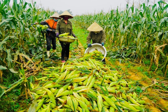 Trồng ngô ngọt trên đất bãi ven sông thu lãi cao