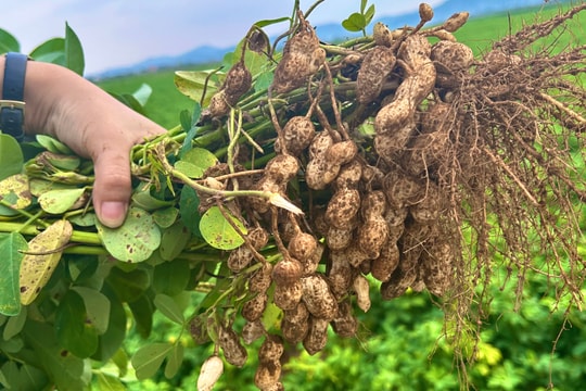 Đưa thương hiệu lạc sen Nghệ An lên tầm cao mới