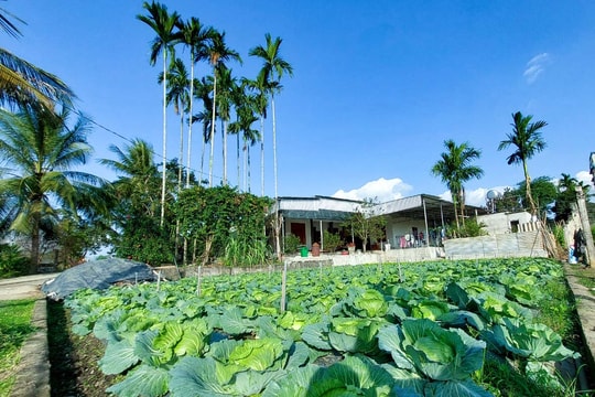 Vườn mẫu cho thu nhập hàng trăm triệu đồng/năm ở Quỳ Hợp