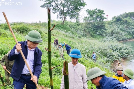Trồng tre chống xói mòn toàn tuyến Sông Lam qua huyện Anh Sơn 