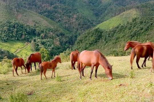 Kỳ Sơn nỗ lực bảo tồn giống ngựa bản địa 