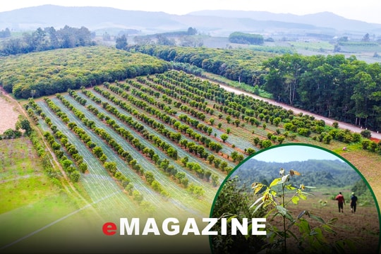 Trồng rừng thay thế: Bài toán khó cần có lời giải!