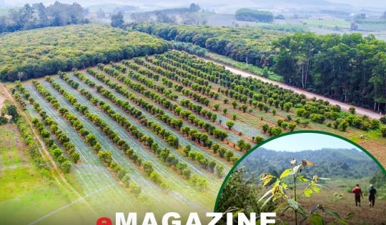 Trồng rừng thay thế – Bài 2: Gian nan, vất vả