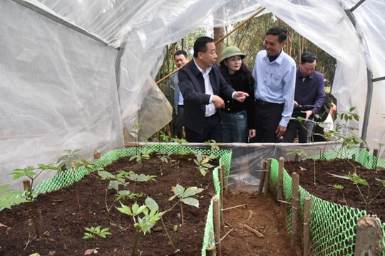 Phó Chủ tịch UBND tỉnh Nghệ An kiểm tra công tác bảo vệ rừng, trồng dược liệu dưới tán rừng