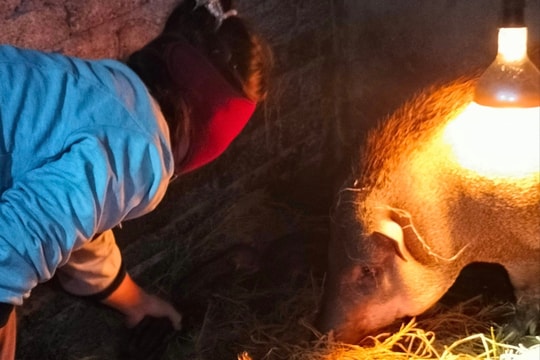 Nông dân Nghệ An chống rét cho vật nuôi, cây trồng