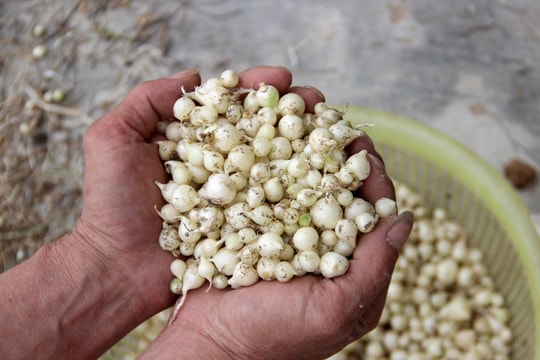 Hành tăm Nghệ An tăng giá mạnh đầu vụ