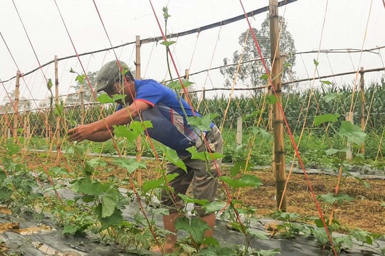 Nông dân Thanh Chương mở hướng đi mới từ trồng mướp lấy xơ