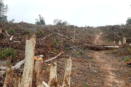 Vụ phá rừng ở xã Mai Sơn (Tương Dương): Sẽ xem xét, xử lý trách nhiệm các tổ chức, cá nhân liên quan