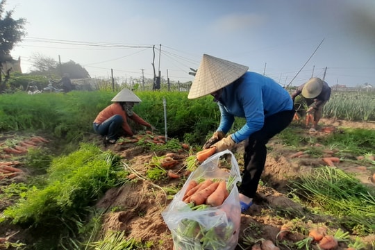 Rau màu tăng giá, nông dân thị xã Hoàng Mai tích cực thu hoạch 