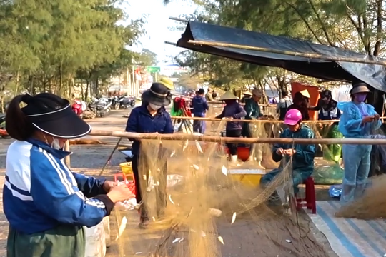 Mùa cá trích ở Quỳnh Lưu: Đánh bắt vài tiếng, thu tiền triệu mỗi ngày