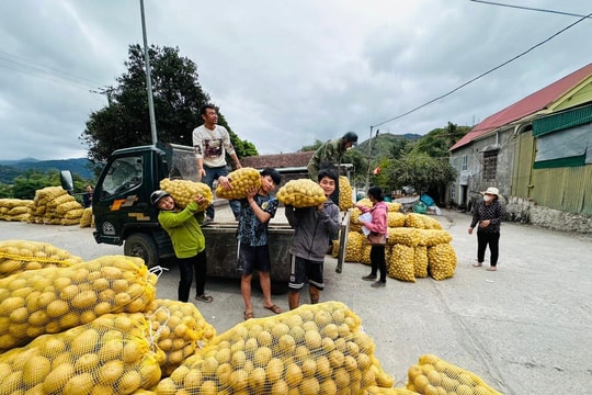 Không có chuyện kêu gọi ‘giải cứu’ khoai tây ở huyện Tương Dương