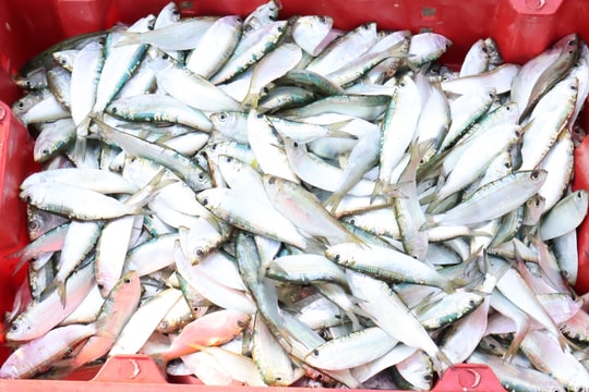 Ngư dân Quỳnh Lưu thu tiền triệu mỗi ngày nhờ trúng đậm cá trích