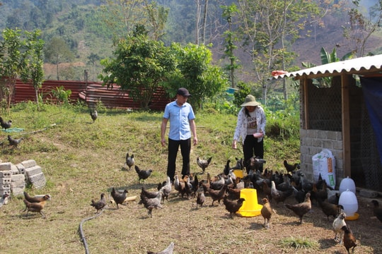 Người dân vùng cao Nghệ An tái đàn vật nuôi sau Tết