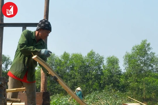 Nông dân chặt bán cả keo non vì giá cao