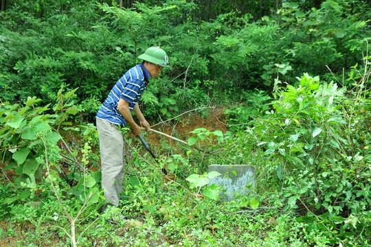 Trình phương án đưa hàng trăm héc ta rừng đặc dụng sang rừng sản xuất tại Nam Đàn