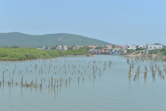 Hàng trăm bè nuôi hàu trái phép trên sông Hoàng Mai vẫn chưa được tháo dỡ