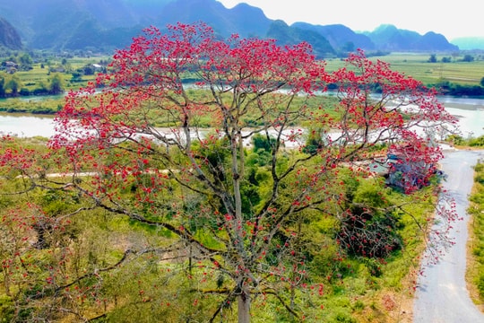 Đẹp nao lòng mùa hoa gạo nơi miền Tây xứ Nghệ