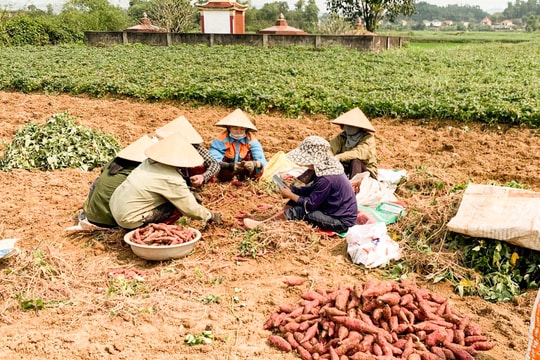 Rao bán trên mạng, khoai lang Anh Sơn 'đắt hàng'