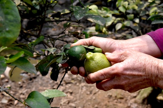 Vựa chanh ở Con Cuông thoái hoá, giảm 50% diện tích