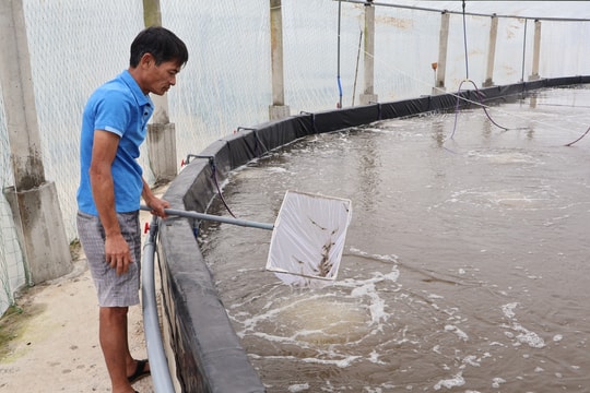 Nông dân Nghệ An thuê đất nuôi tôm công nghệ cao, mỗi vụ 'bỏ túi' tiền tỷ