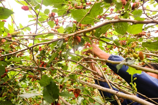 Mùa dâu chín rực ở xã ven đô 