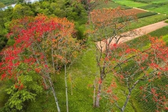 Nhiều hoạt động hấp dẫn tại Lễ hội hoa gạo lần thứ nhất