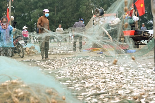 Ngư dân Diễn Châu mỗi sáng gỡ lưới thu về tiền triệu