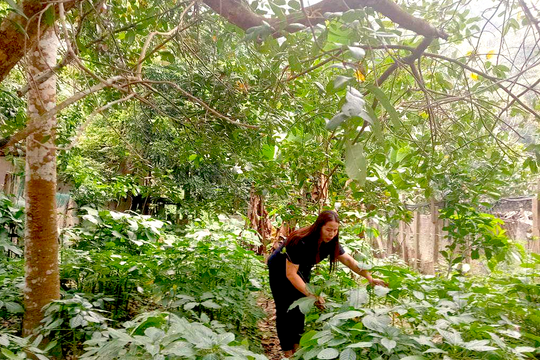 Nông dân xã biên giới Nghệ An trồng sâm quý bán giá 7 triệu đồng/kg