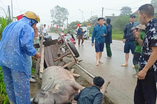 Va chạm giữa xe con và xe trâu kéo, một người nhập viện