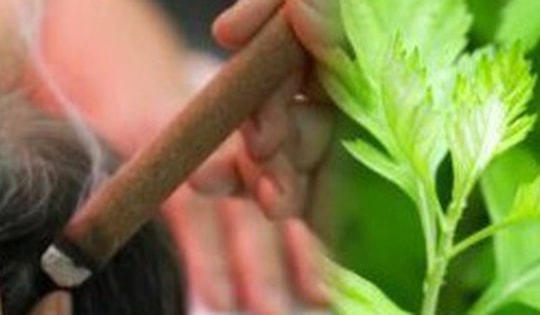 Khám phá tác dụng ít biết của cứu ngải