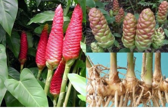 Bài thuốc chữa bệnh từ gừng gió