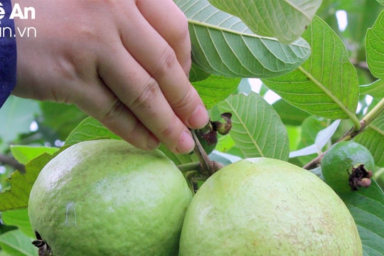 Đặc sản ổi Nghĩa Đàn: Tiêu thụ phập phù, giá cả bấp bênh