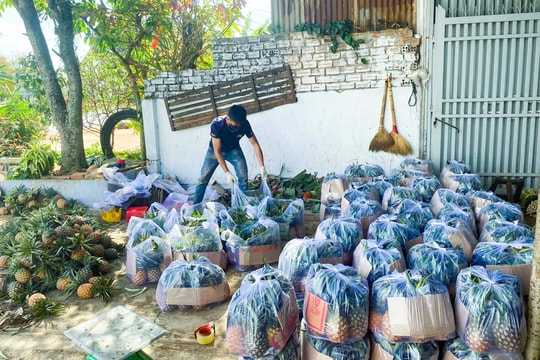 Giá dứa tăng cao, thương lái Nghệ An phải ‘cọc’ để đặt hàng