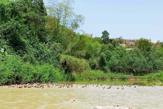 Vịt thả sông bán được giá cao, cung không đủ cầu