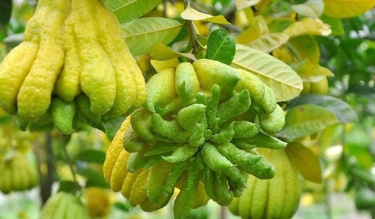 3 loại thảo dược giúp cải thiện tâm trạng