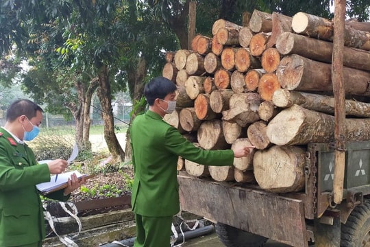 Phạt tù 6 tháng đến 3 năm đối với một số hành vi vi phạm quy định về khai thác, bảo vệ rừng và lâm sản 