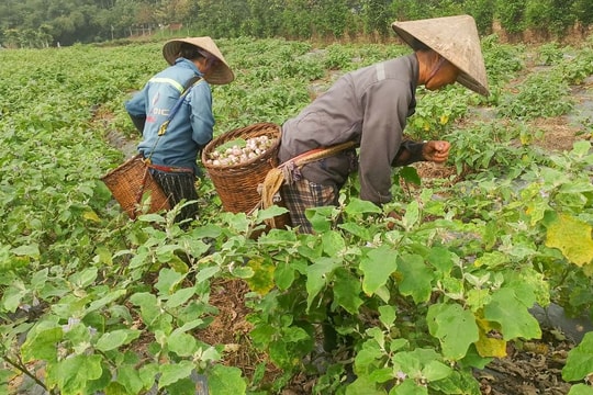 Diện tích và năng suất giảm, cà pháo Con Cuông có giá tăng vọt
