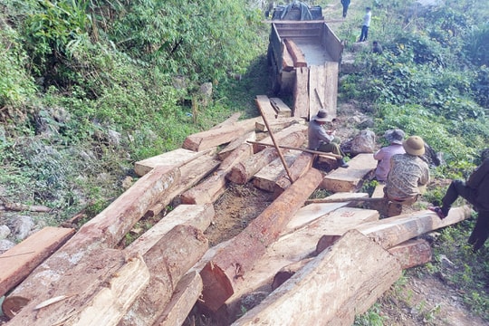 Khai thác trái phép rừng phòng hộ là rừng tự nhiên 20m3 gỗ quý, hiếm bị phạt bao nhiêu năm tù?