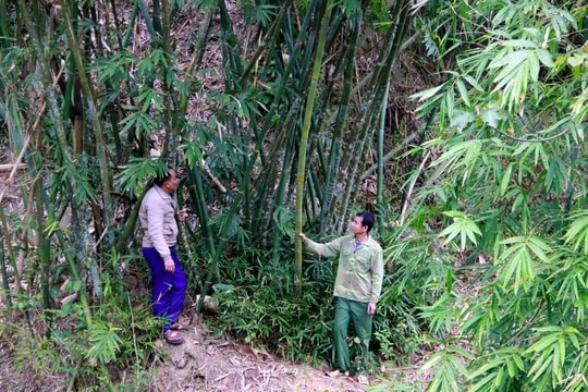 Chứng chỉ rừng bền vững tăng giá trị cây lùng xứ Nghệ 