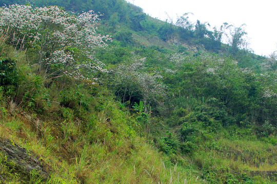 Hoa ban nở trắng vùng biên Nghệ An