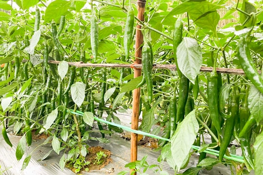 Giá ớt giảm mạnh, nông dân huyện Diễn Châu vẫn lãi đậm