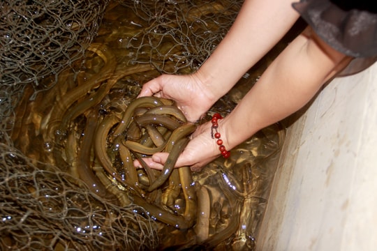 Nông dân miền núi Nghệ An nuôi lươn không bùn trong bể xi măng 