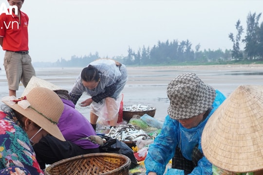 Ngư dân Quỳnh Phương hối hả buông lưới rùng 